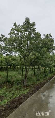 50公分(5杆)丛生朴树