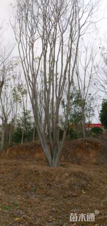 18公分(5杆)丛生朴树