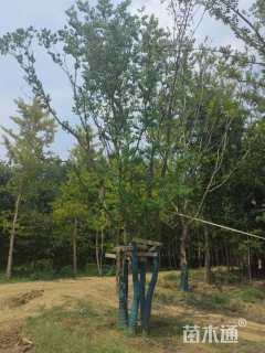 12公分(5杆)丛生朴树