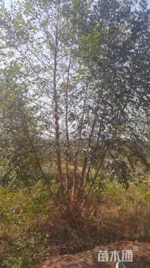 高度500厘米丛生河桦