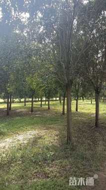 14公分大叶女贞