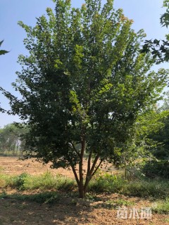 高度600厘米丛生五角枫