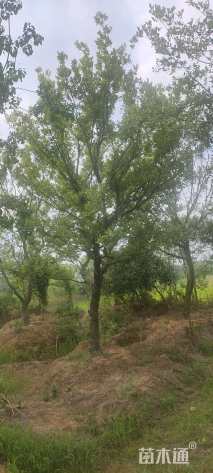 25公分朴树