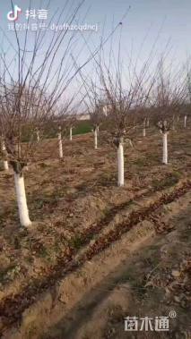 10公分垂丝海棠