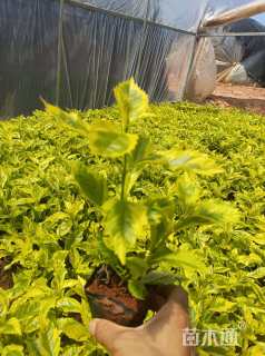 高度25厘米花叶假连翘