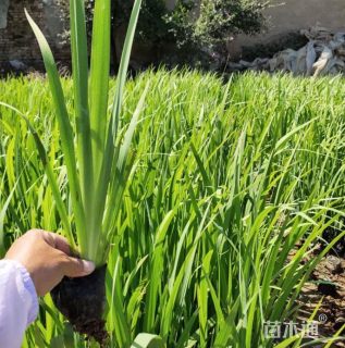 高度30厘米水生鸢尾