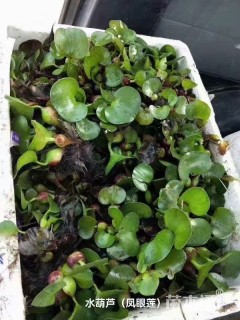 高度10厘米水葫芦