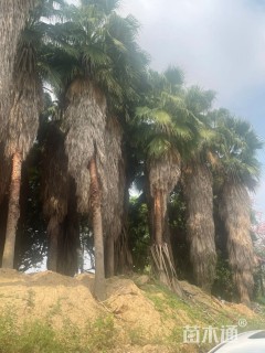 裸干高600厘米华盛顿棕