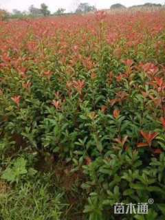 高度40厘米红叶石楠小苗