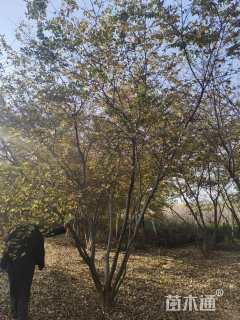 40公分丛生朴树