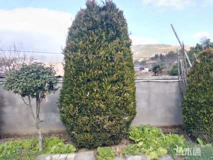 高度280厘米黄杨