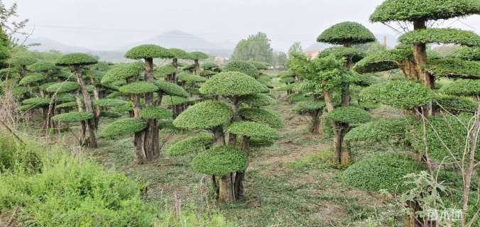 26公分对节白蜡