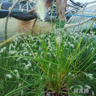 北美人 基地直供