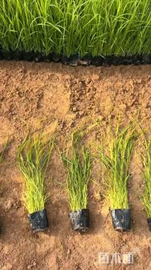 高度50厘米芦苇