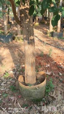 15公分鸡冠刺桐