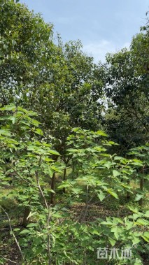 14公分大叶女贞