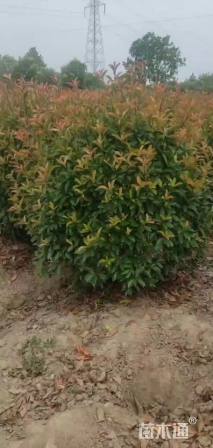 冠幅150厘米红叶石楠球