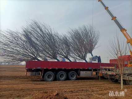 15公分绚丽海棠