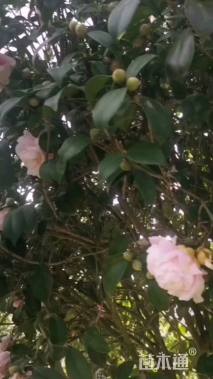 高度280厘米茶花