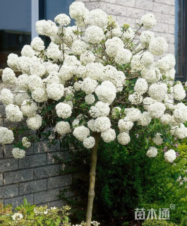 高度100厘米木绣球