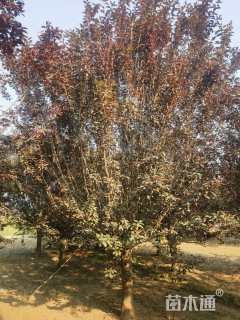 高度800厘米(5杆)丛生红