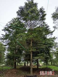 12公分小叶榄仁