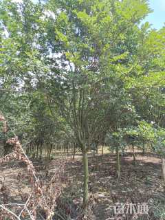 12公分日本晚樱