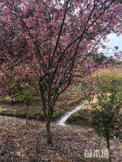 15公分垂丝海棠