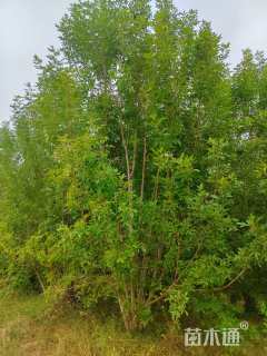 高度800厘米丛生白蜡