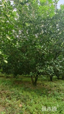 20公分丛生香泡