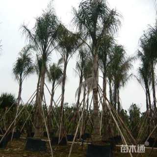 裸干高150厘米皇后葵