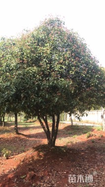 高度380厘米丛生桂花