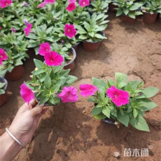 高度16厘米牵牛