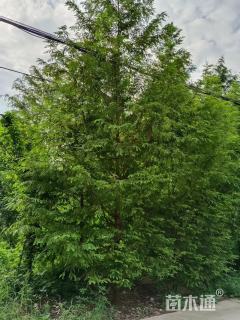 10公分北美落羽杉