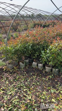 冠幅50厘米红叶石楠球