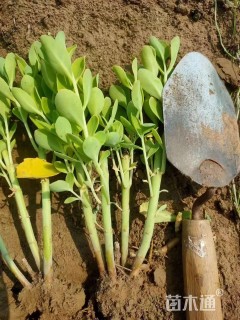 高度30厘米八宝景天