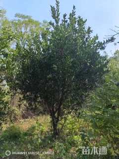 高度350厘米丛生胡柚