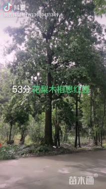 53公分花梨木