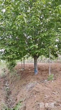 20公分二乔玉兰