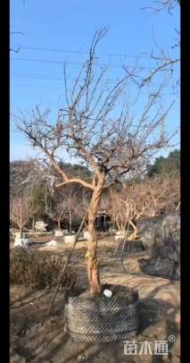 高度400厘米石榴