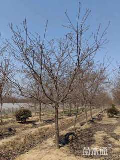 14公分红粉佳人樱