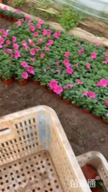 高度15厘米牵牛