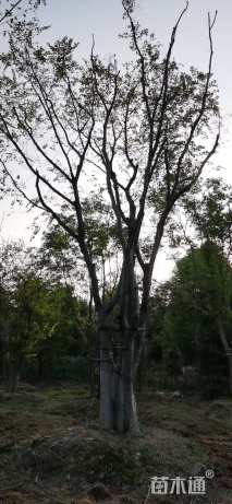 15公分丛生朴树