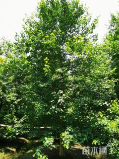 20公分美国红枫