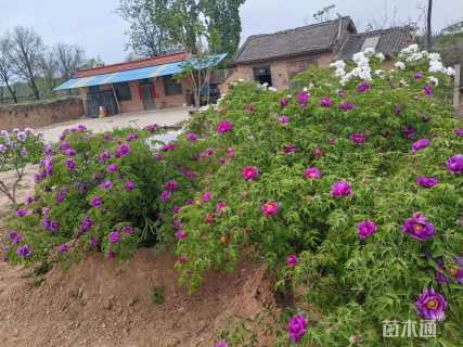 高度1500厘米牡丹