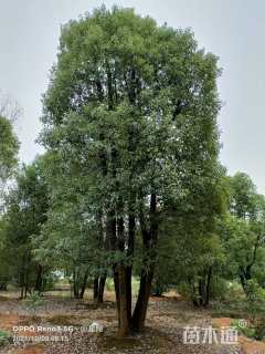 60公分丛生香樟