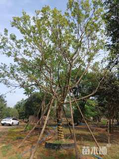 18公分(5杆)丛生朴树