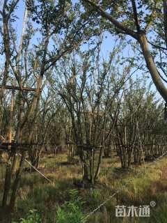 30公分丛生朴树