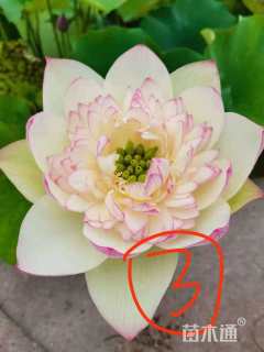 高度5080厘米荷花