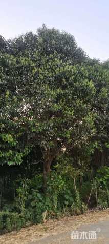 25公分大叶女贞